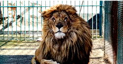 Ogun: Lion kills handler at Obasanjo library’s zoo