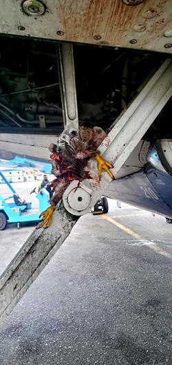 Lagos-Owerri Air Peace flight aborted over bird strike