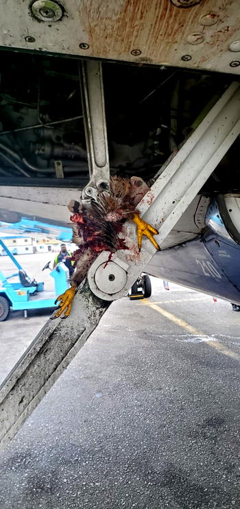 Lagos-Owerri Air Peace flight aborted over bird strike