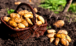 Hunger looms, as potato disease blights crop, threatens value chain in Plateau