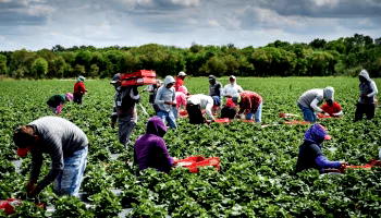 NASC, CORAF, boost capacity of agric extension officers, seed producers, farmers  