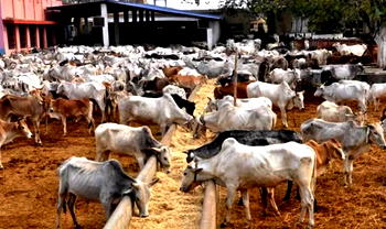How can Nigeria with 21m cattle be importing milk, Danish envoy wonders