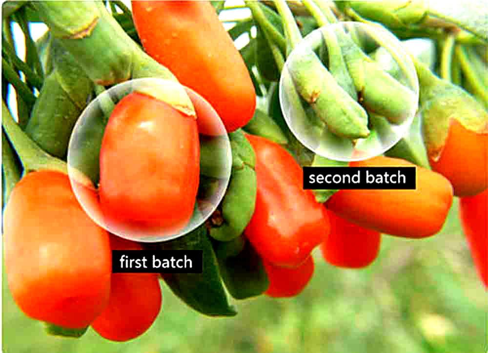 Locust beans improve sight, cholesterol level Vanguard News