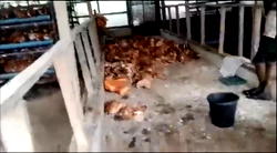 FLOOD SERIES: Man laments loss of birds due to flood in Bayelsa 