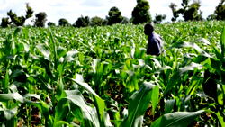 Innovative Agriculture: Solidaridad trains over 160 students at AKSU