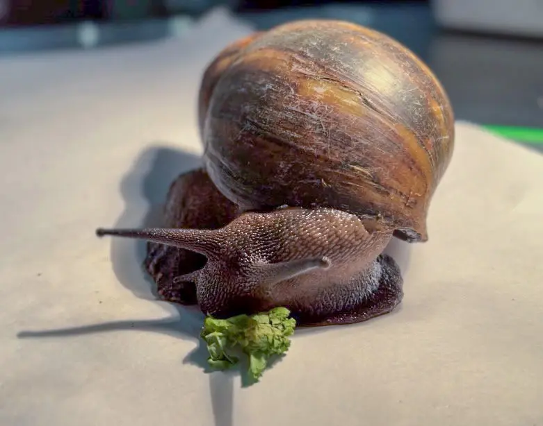 US authorities seize giant snail from Nigerian’s luggage at airport