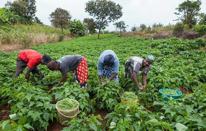 Herdsmen destroying our multi-million naira farm crops —Ekiti farmers cry  for help - Tribune Online