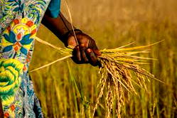 Agribusiness: FG launches 2nd Nat’l Rice Devt Strategy, CARP to galvanize subsector’s productivity