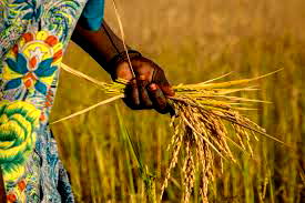 Agribusiness: FG launches 2nd Nat’l Rice Devt Strategy, CARP to galvanize subsector’s productivity