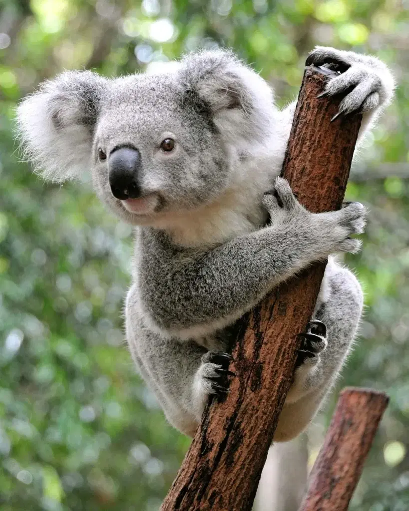 Koala Solitary, asocial, coastal Australian bear Vanguard News