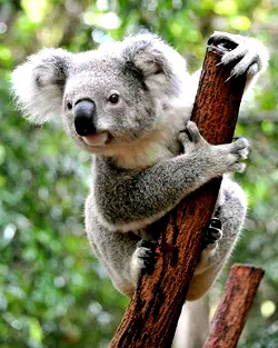 Koala: Solitary, asocial, coastal Australian bear