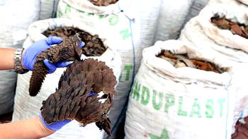 Customs Strike Force impounds pangolin scales, rice, others worth N1bn in 2 months