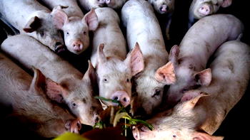 Man docked over alleged stealing of 12 pigs worth N1.2m