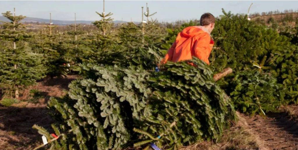 Benefits of real Christmas trees Vanguard News