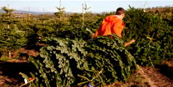 Benefits of real Christmas trees