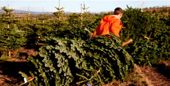 Benefits of real Christmas trees