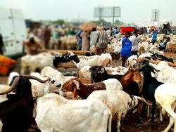 EU commits to supporting dairy farmers improve productivity, reduce spoilage
