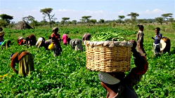 Food Production: NASC registers 449 seed companies – DG