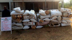 NDLEA seizes more than 2 tons of drugs in 8 states