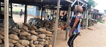 Cashless policy: Benue traders resort to trade by barter