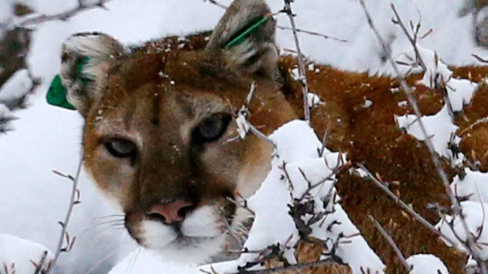 Mountain lion attacks man at vacation park in US - Vanguard News