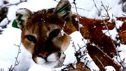 Mountain lion attacks man at vacation park in US