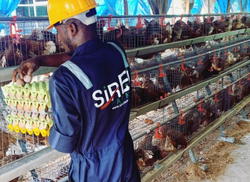 Meet Edose Enaboifo, founder of Sir Ej Farms