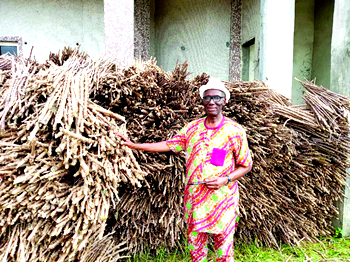 UPU in UK presents improved cassava varieties to 2022 flood-victim communities