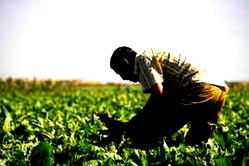 Increasing efforts to ensure food security in Morocco  