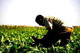 Increasing efforts to ensure food security in Morocco  