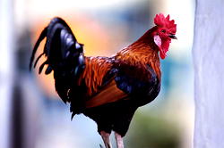 Kano court orders killing of noisy cockerel