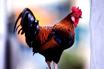 Kano court orders killing of noisy cockerel