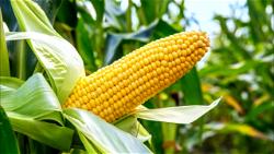 Science company, Bayer set to hold 5th Nigeria Maize Conference