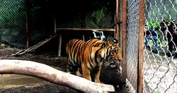 Mexico police seize 10 tigers, five lions in cartel-dominated town