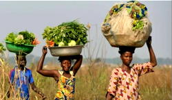 Zimbabwe: Boosting women’s nutrition to improve economy
