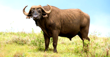 Buffaloes kill two in Botswana