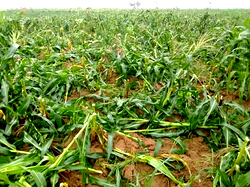 How stakeholders tackle Nigeria’s food crisis, malnutrition