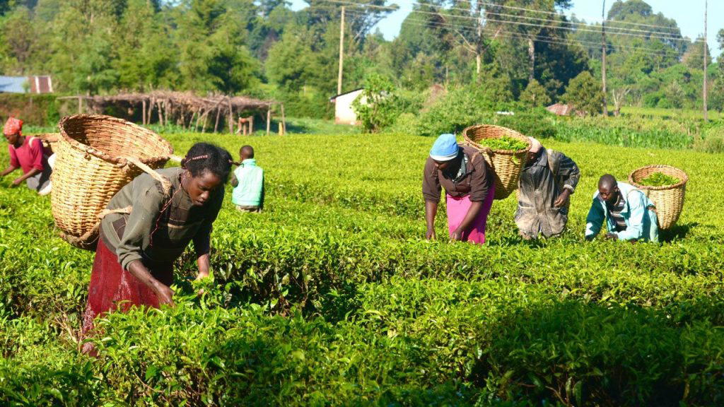 Experts call for enhanced market access to minimize agricultural waste in Nigeria