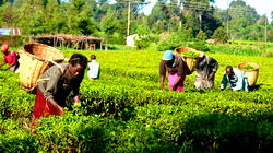 Food security: Value Chain Devt Programme, game-changer for farmers – FG