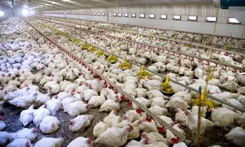 Two poultry farmers test positive for bird flu in England