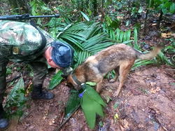 Four children found alive in jungle weeks after Colombian plane crash