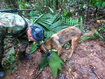Four children found alive in jungle weeks after Colombian plane crash