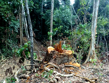 C/River community decries illegal timber exploitation