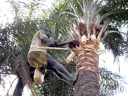 Palm wine tapper accused of raping grandmother to death