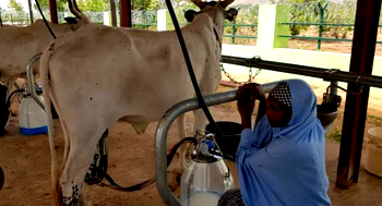 Danish Govt, others, boost milk production in Nigeria