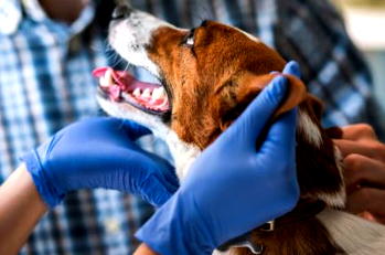 Vet doctors urge Tinubu to restore funding for Council