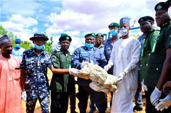 Customs hand over 414 sacks of donkey meat to NAQS