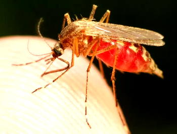malaria