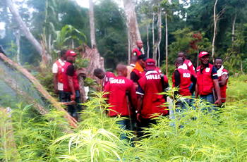 Why cannabis is legalised in US, UK – NDLEA