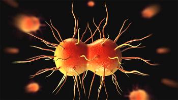 Potential introduction of gonorrhea vaccination gives patients hope
